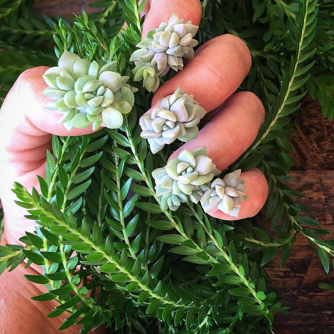 Succulent Nail Art