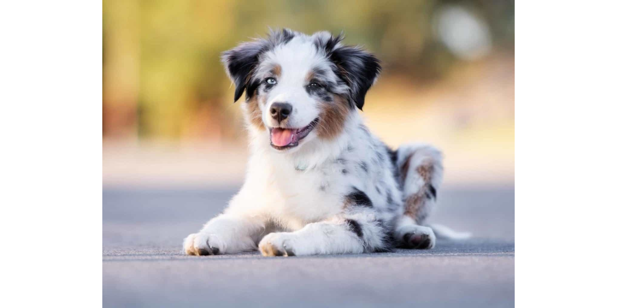 Peshipets is an Online Pet Store Dubai (UAE) Salonati®